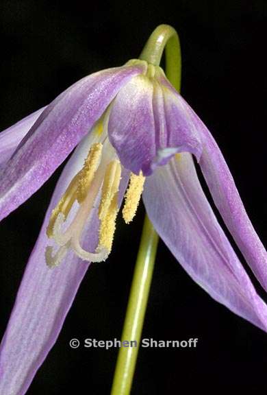 erythronium revolutum 1 graphic